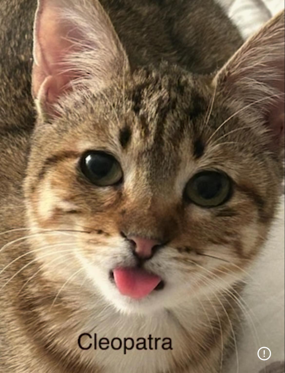 Enlarge Cleopatha, a Adoptable Tabby in Winter Garden, FL image 2/2