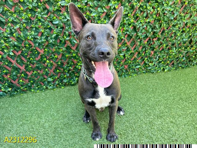 REX, Adoptable, Young Male Mixed Breed & Mixed Breed.