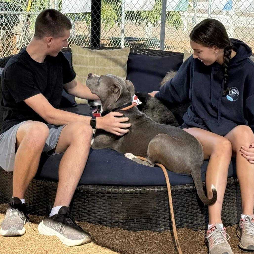 Zoey Honeymoon, a Adoptable Pit Bull Terrier in Ramona, CA image 2/6