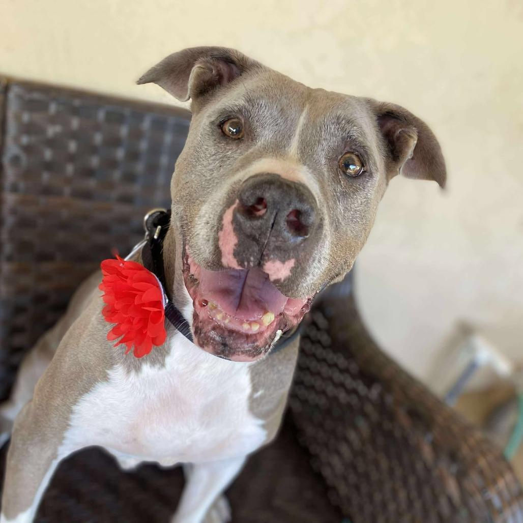 Zoey Honeymoon, a Adoptable Pit Bull Terrier in Ramona, CA image 3/6