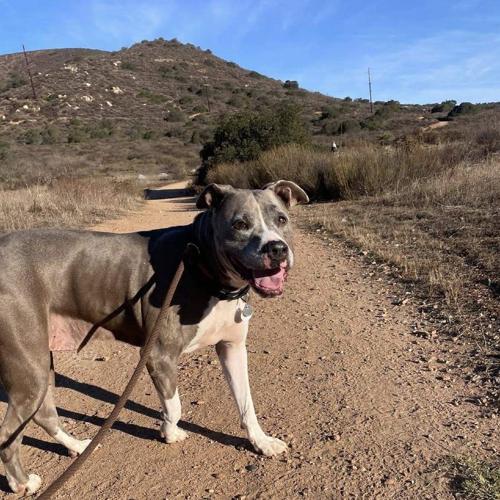 Zoey Honeymoon, a Adoptable Pit Bull Terrier in Ramona, CA image 5/6