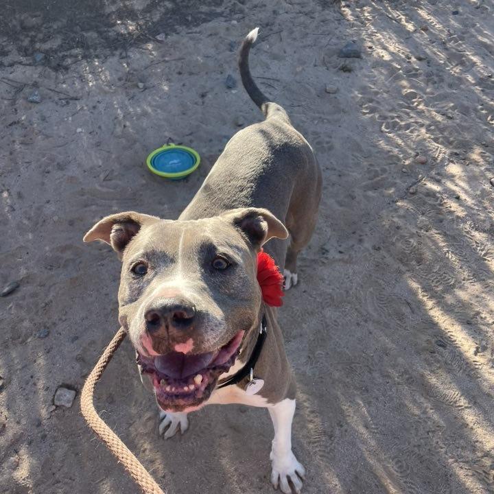 Zoey Honeymoon, a Adoptable Pit Bull Terrier in Ramona, CA image 6/6