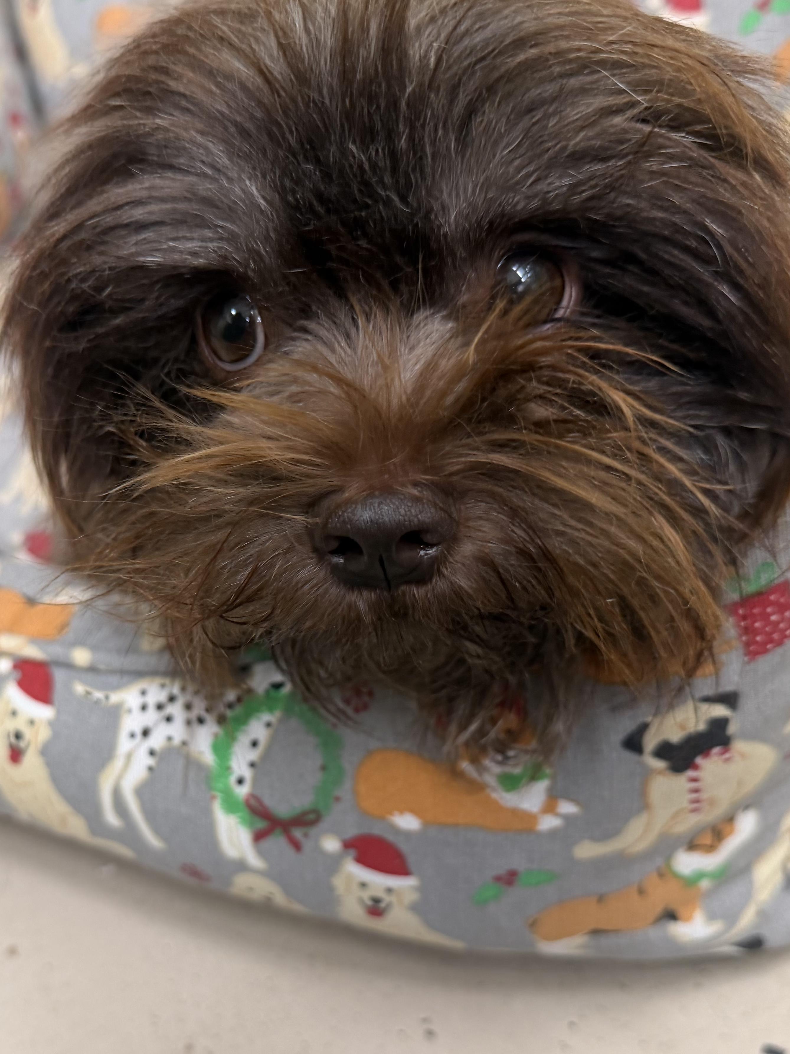 Alma, Adoptable, Adult Female Shih Tzu.