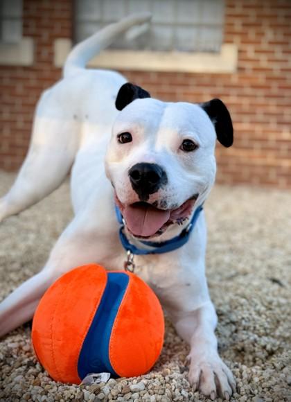 Enlarge Shuffle, a Adoptable mixed breed in Washington, DC image 1/3