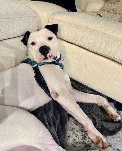 Enlarge Shuffle, a Adoptable mixed breed in Washington, DC image 2/3