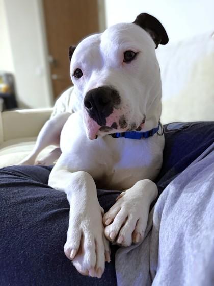 Enlarge Shuffle, a Adoptable mixed breed in Washington, DC image 3/3