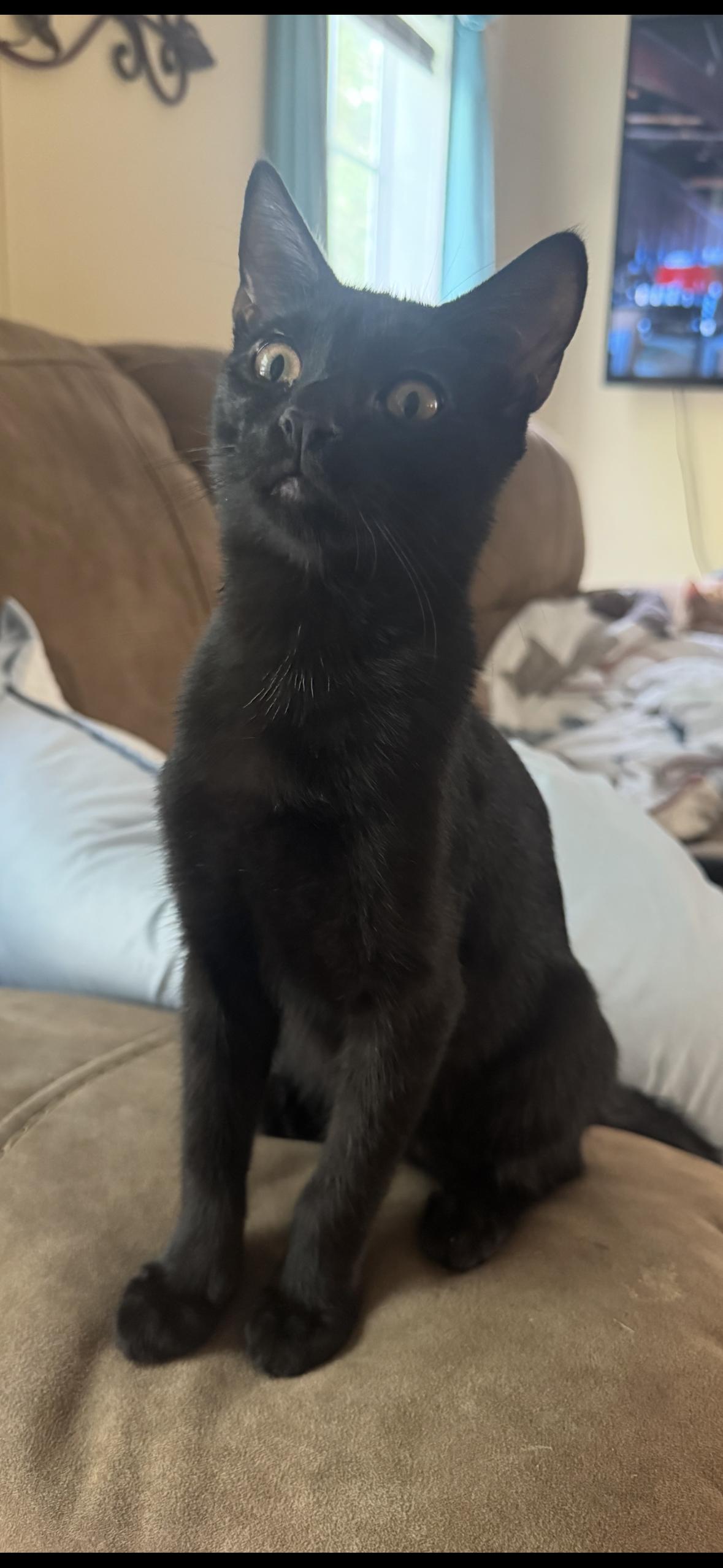 Spooky spooks Itty Halloweenie, Adoptable, Young Male Domestic Short Hair.