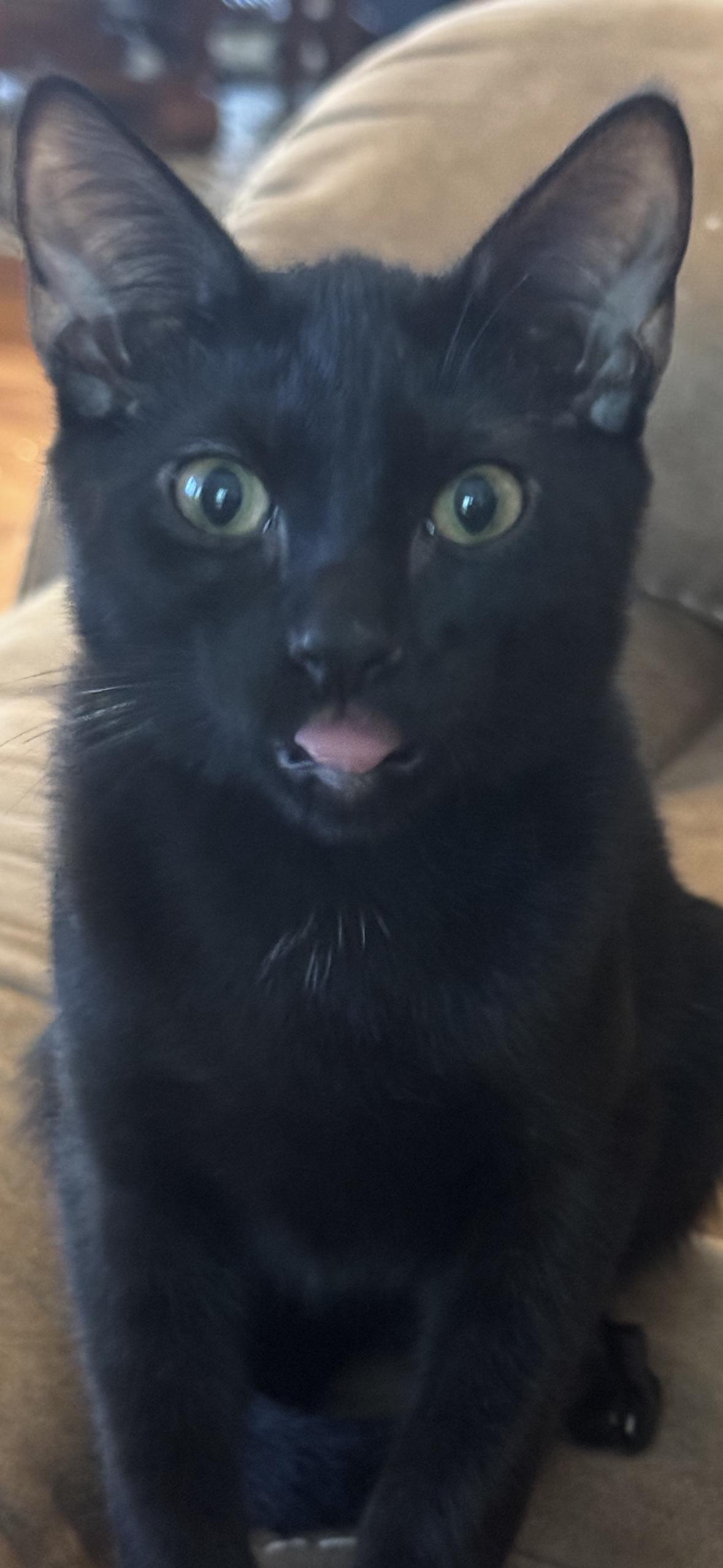 Enlarge Spooky spooks Itty Halloweenie, a Adoptable Domestic Short Hair in CRYSTAL RIVER, FL image 2/6