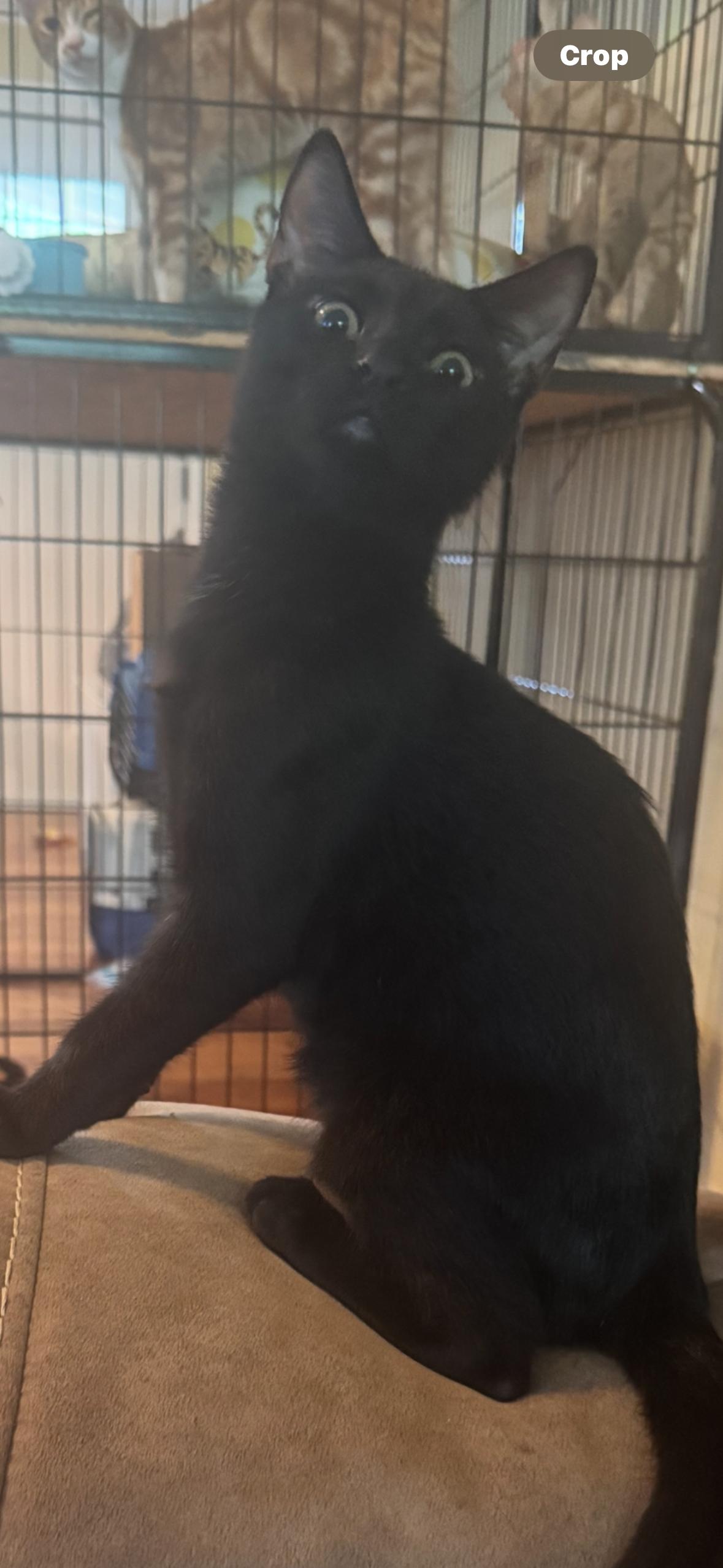 Enlarge Spooky spooks Itty Halloweenie, a Adoptable Domestic Short Hair in CRYSTAL RIVER, FL image 3/6
