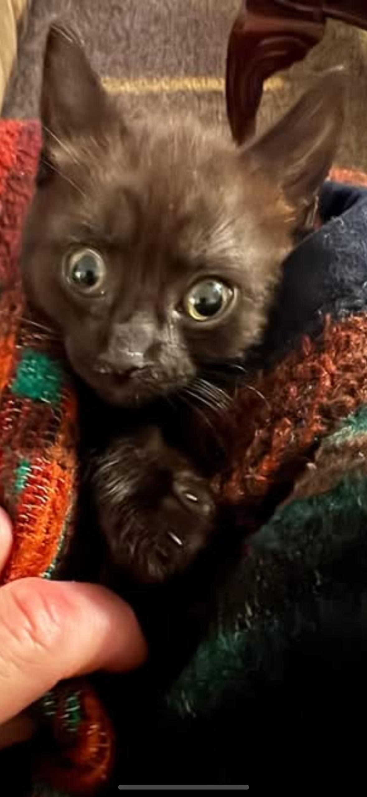 Enlarge Spooky spooks Itty Halloweenie, a Adoptable Domestic Short Hair in CRYSTAL RIVER, FL image 5/6