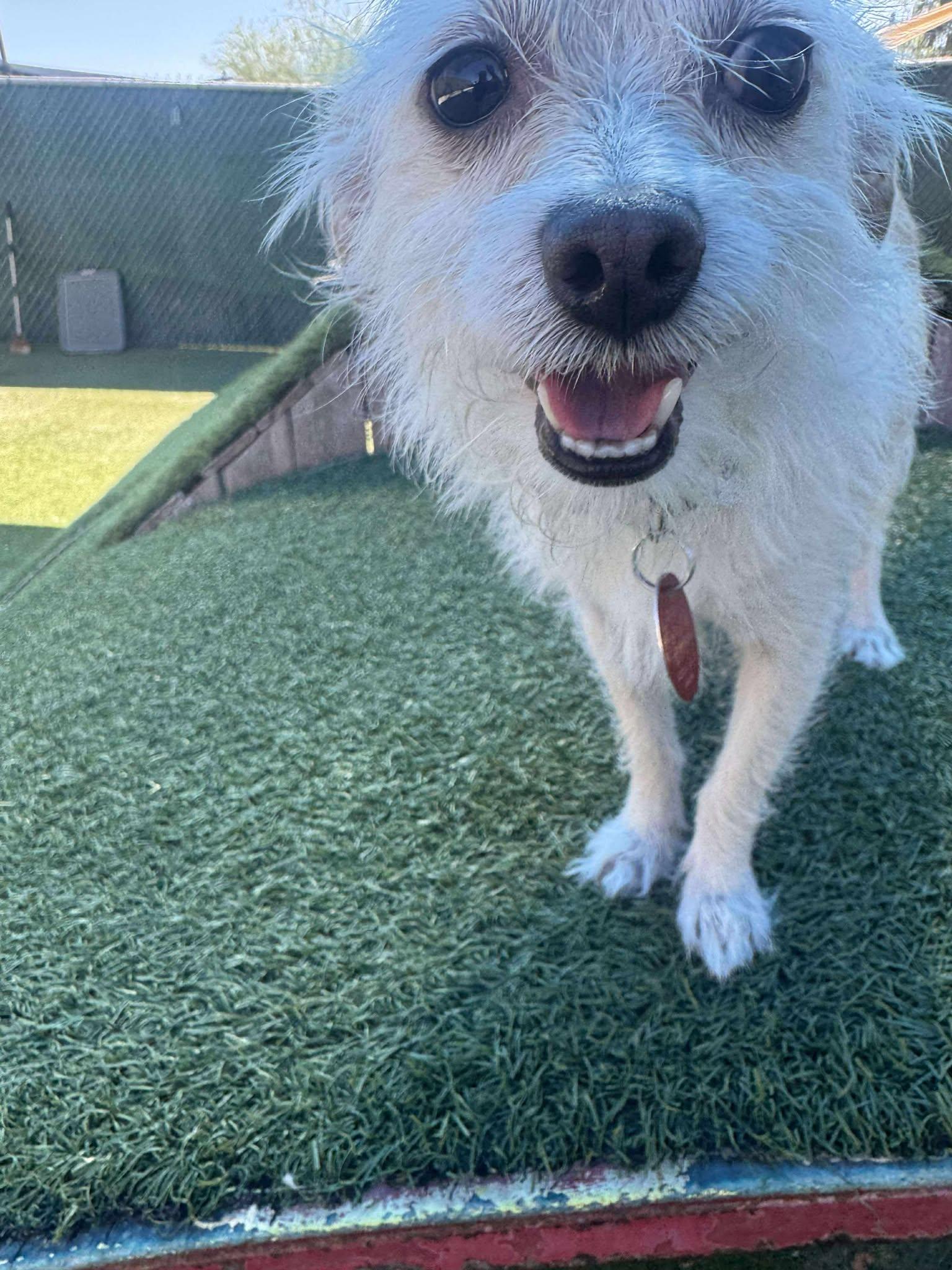 Enlarge Benny, a Adopted mixed breed in Phoenix, AZ image 1/3