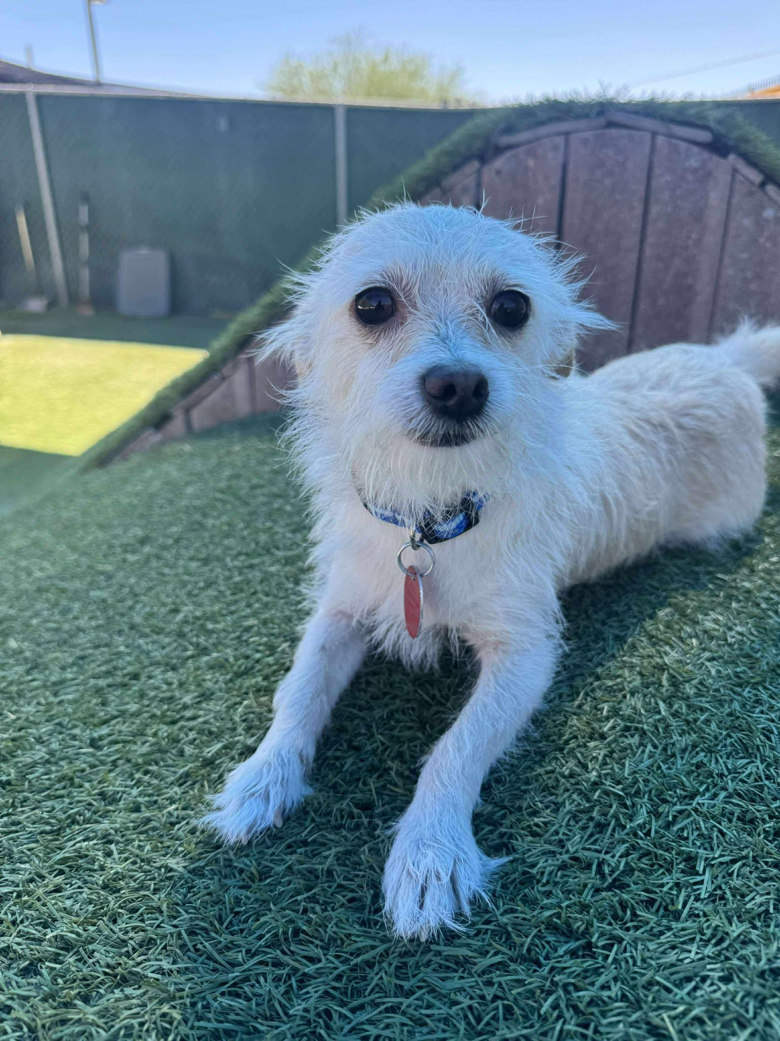 Enlarge Benny, a Adopted mixed breed in Phoenix, AZ image 2/3