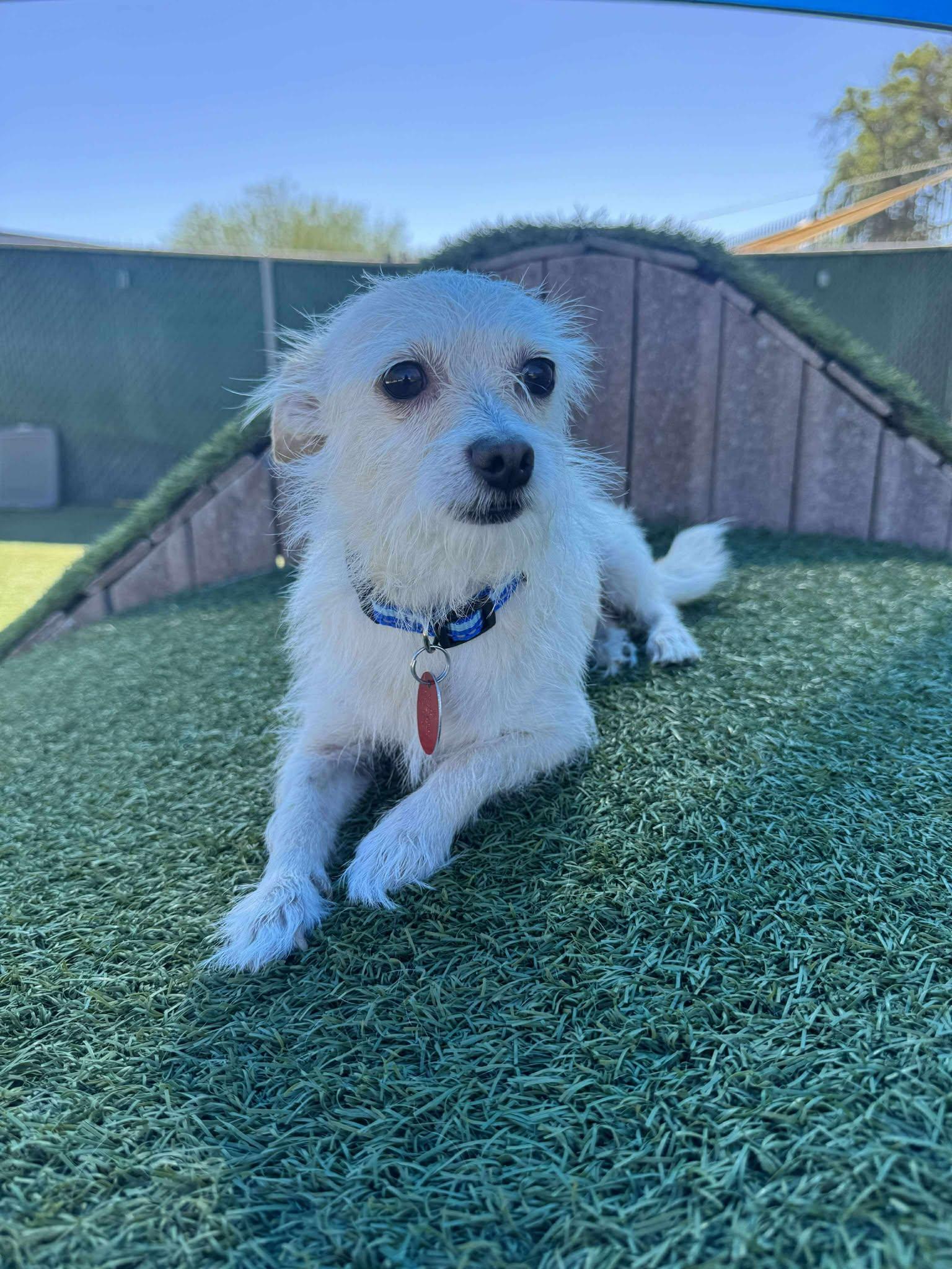 Enlarge Benny, a Adopted mixed breed in Phoenix, AZ image 3/3