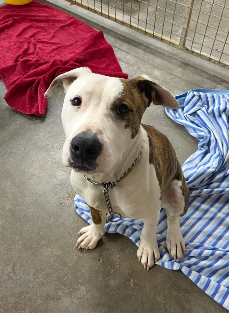 Link, an adoptable Pit Bull Terrier in Henderson, KY_image-1