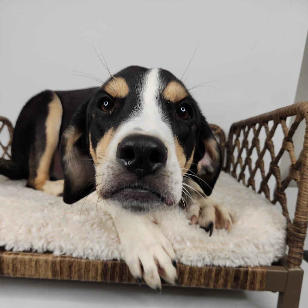 Enlarge Veggie, a Adoptable Labrador Retriever in Fort Wayne, IN image 1/6