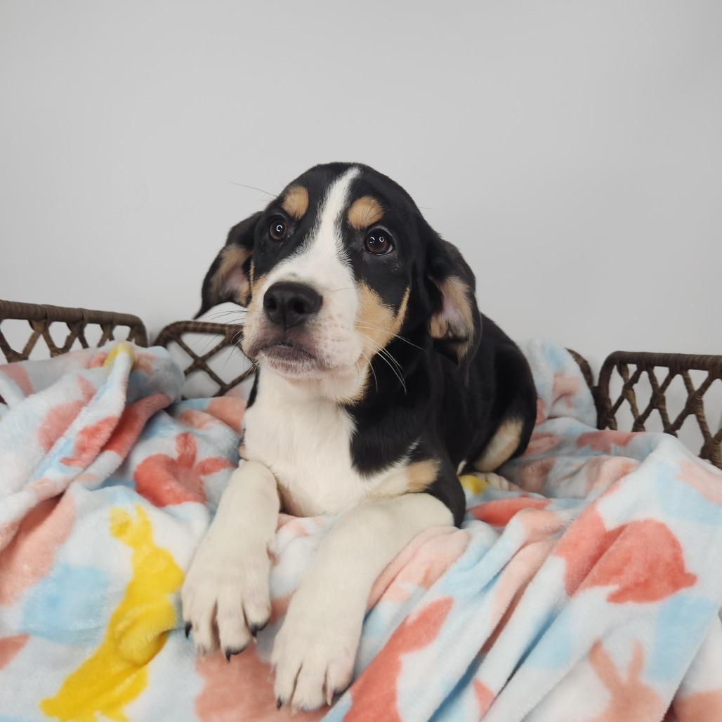 Enlarge Veggie, a Adoptable Labrador Retriever in Fort Wayne, IN image 2/6