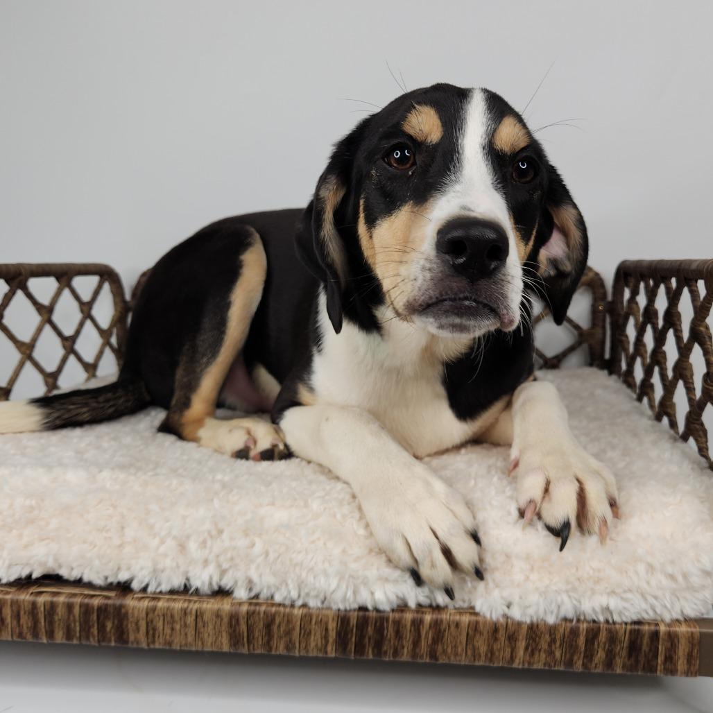 Enlarge Veggie, a Adoptable Labrador Retriever in Fort Wayne, IN image 3/6