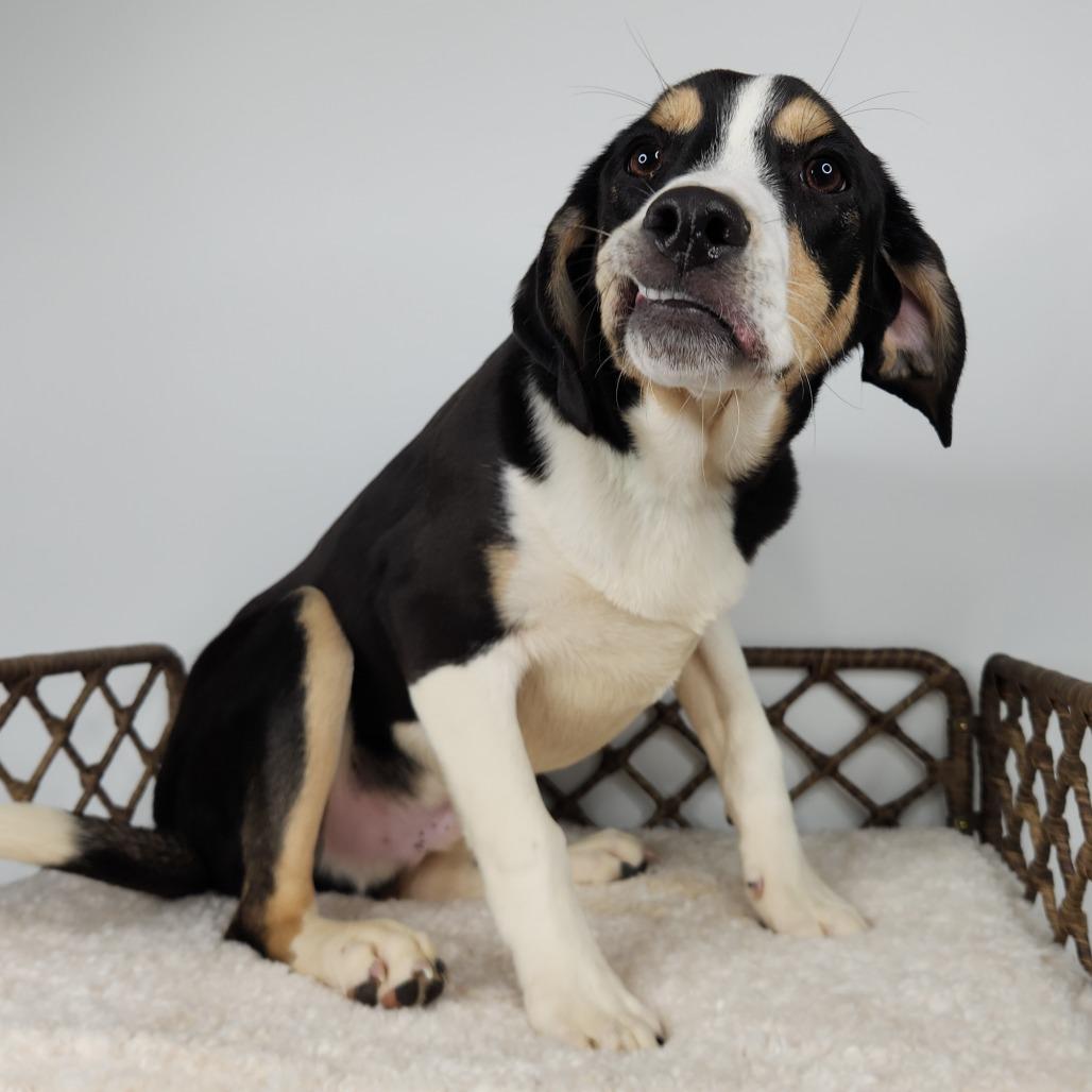 Enlarge Veggie, a Adoptable Labrador Retriever in Fort Wayne, IN image 4/6