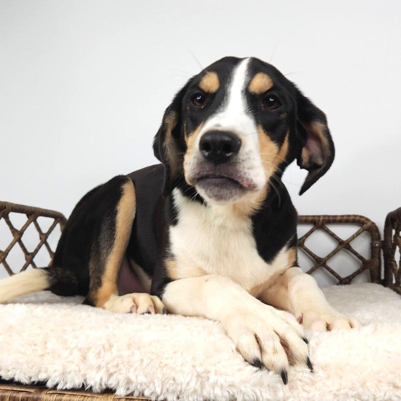 Enlarge Veggie, a Adoptable Labrador Retriever in Fort Wayne, IN image 5/6