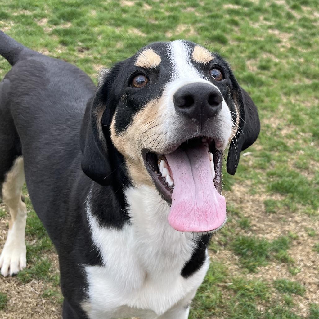 Enlarge Veggie, a Adoptable Labrador Retriever in Fort Wayne, IN image 6/6