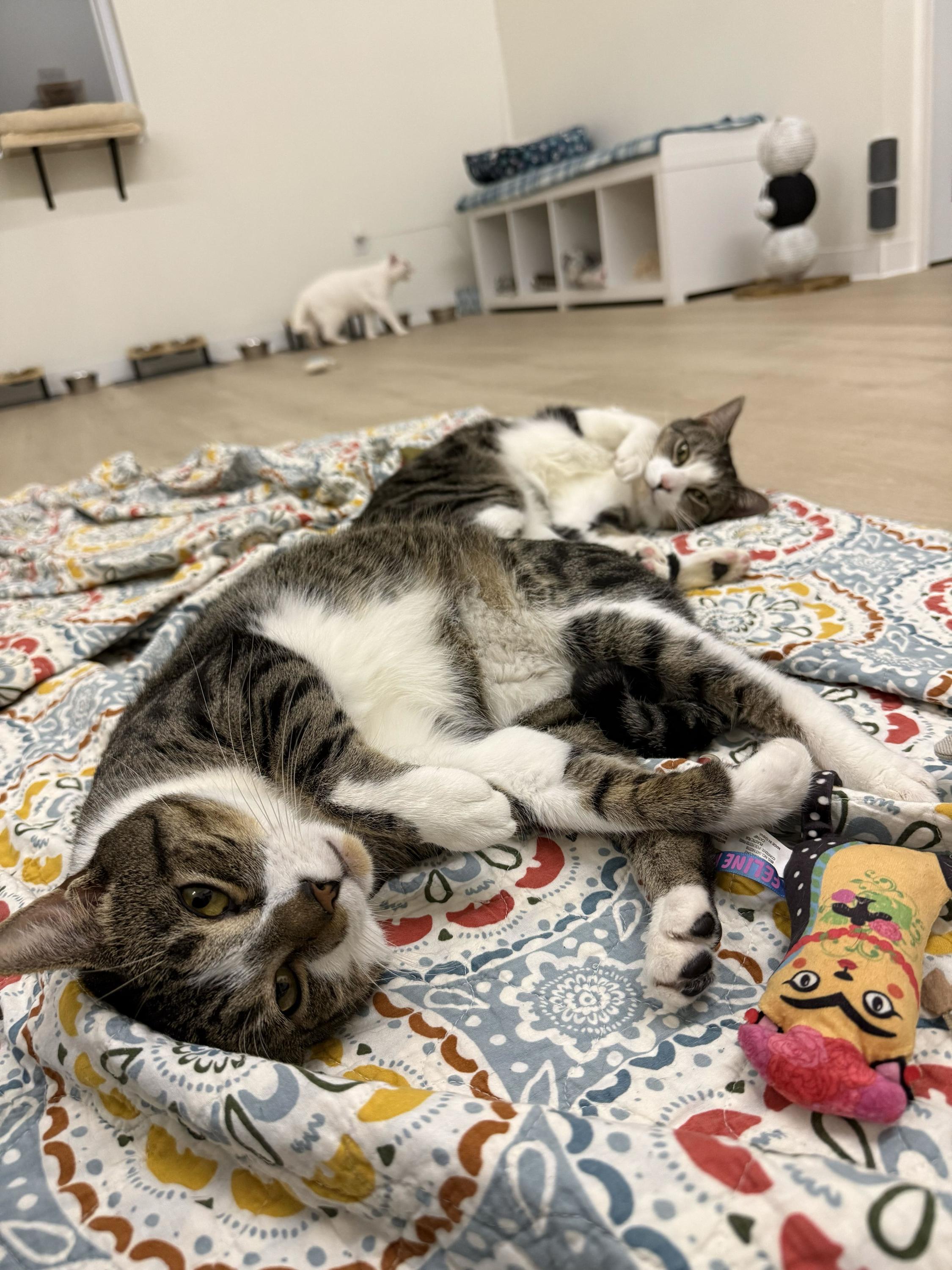 Enlarge Chip, a Adoptable Domestic Short Hair in Branford, CT image 5/6