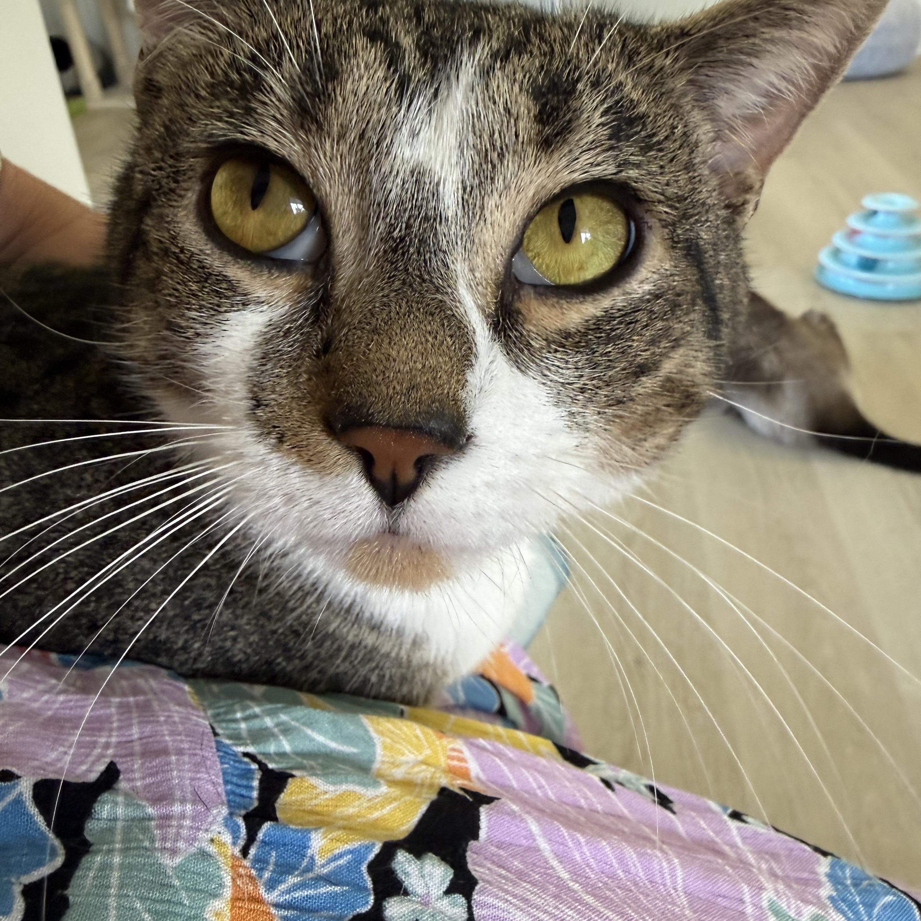Enlarge Chip, a Adoptable Domestic Short Hair in Branford, CT image 4/6