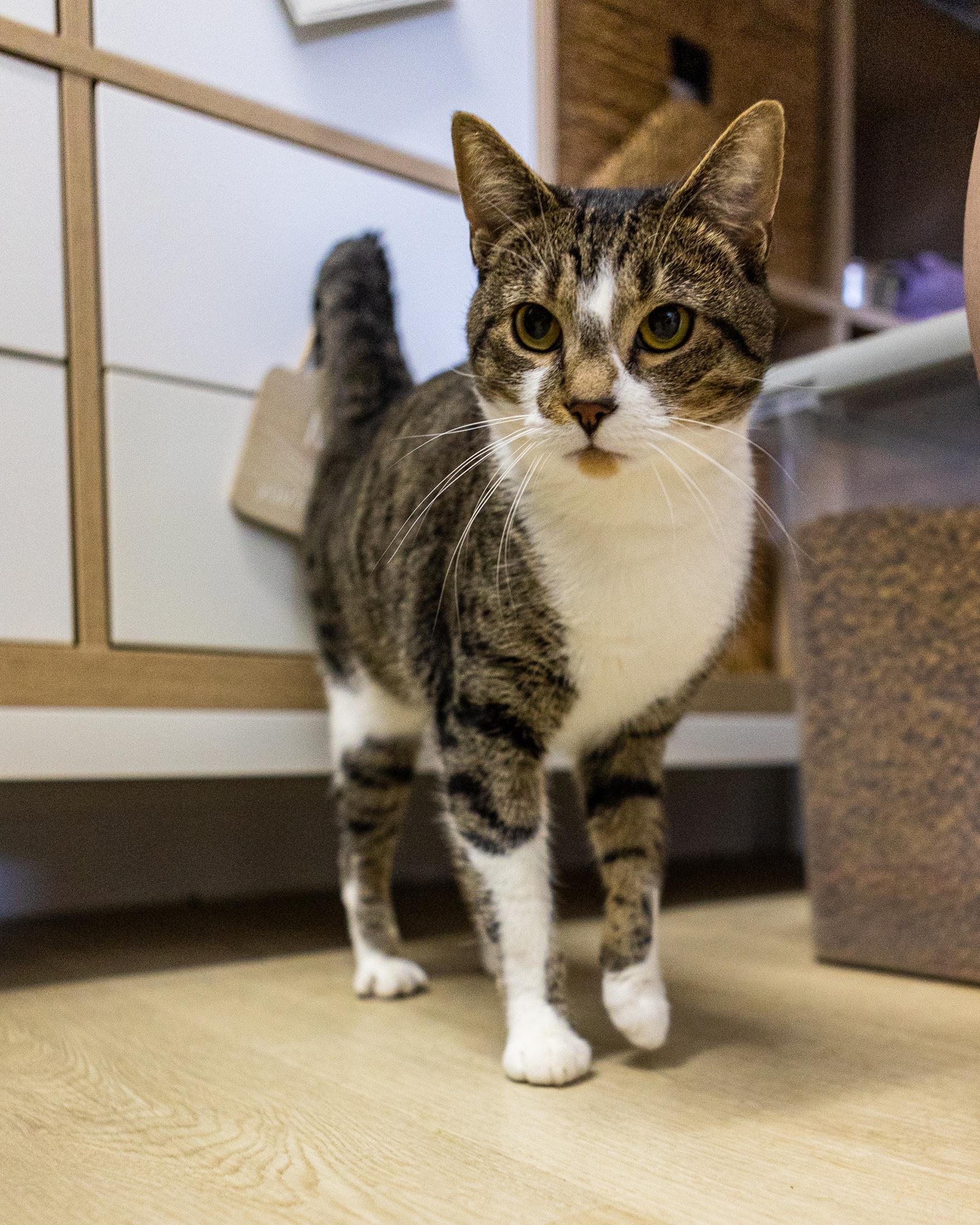 Enlarge Chip, a Adoptable Domestic Short Hair in Branford, CT image 3/6