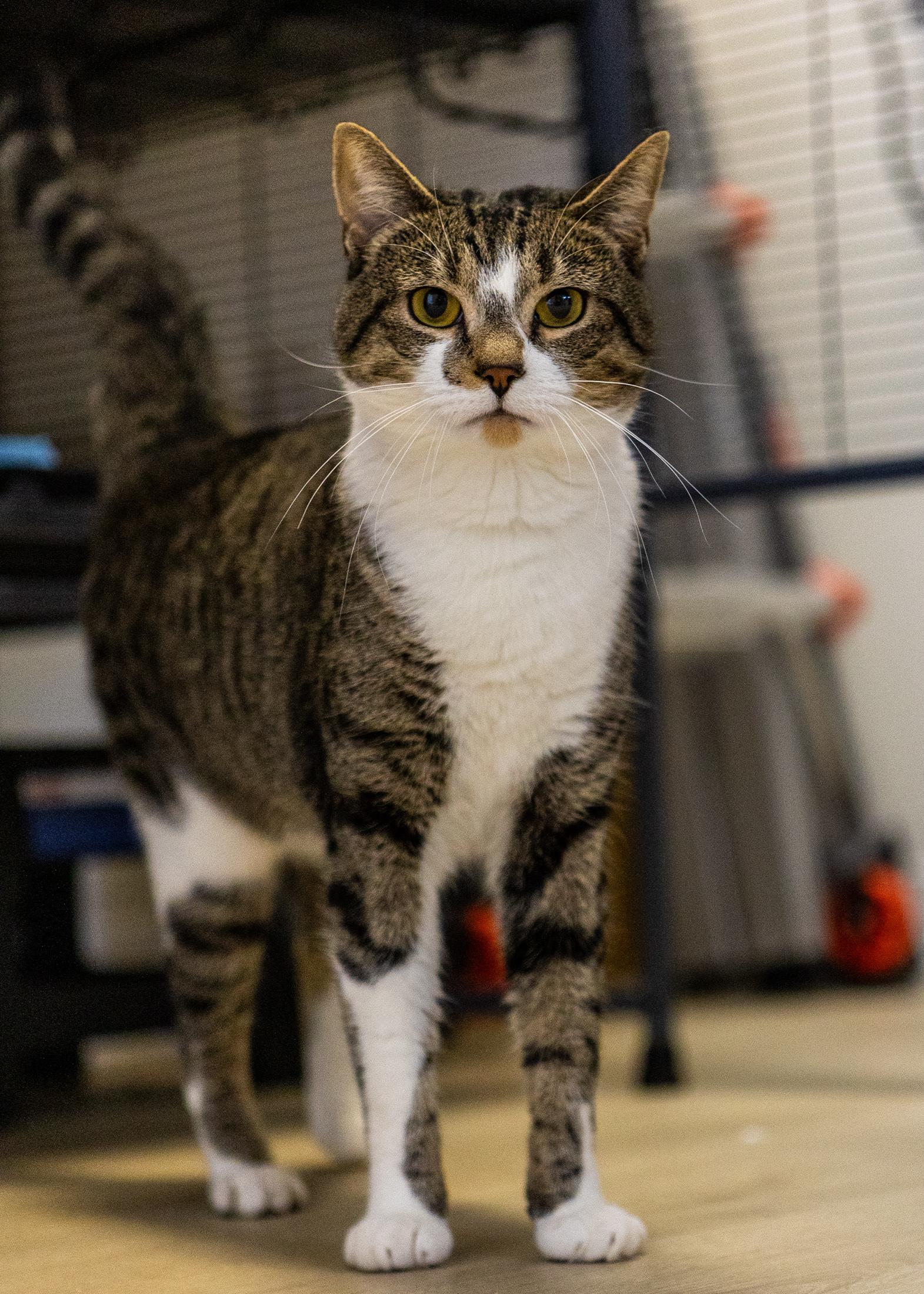 Enlarge Chip, a Adoptable Domestic Short Hair in Branford, CT image 1/6