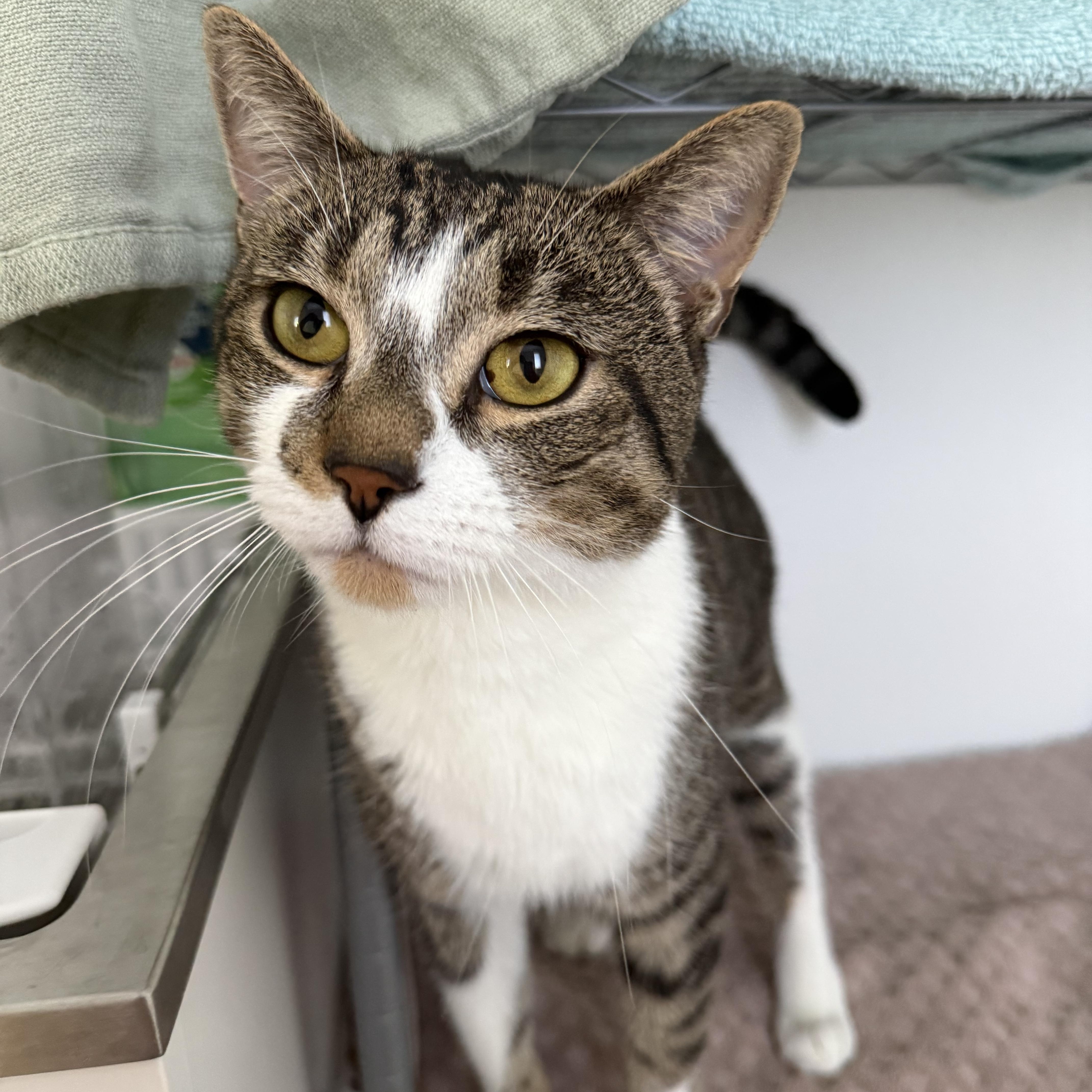 Enlarge Chip, a Adoptable Domestic Short Hair in Branford, CT image 2/6