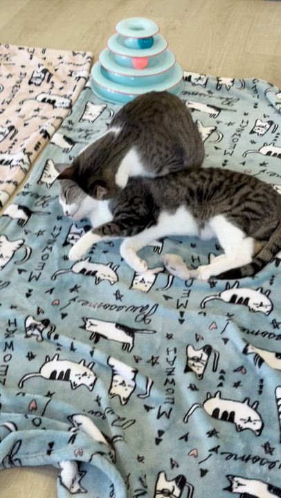 Enlarge Chip, a Adoptable Domestic Short Hair in Branford, CT video 6/6