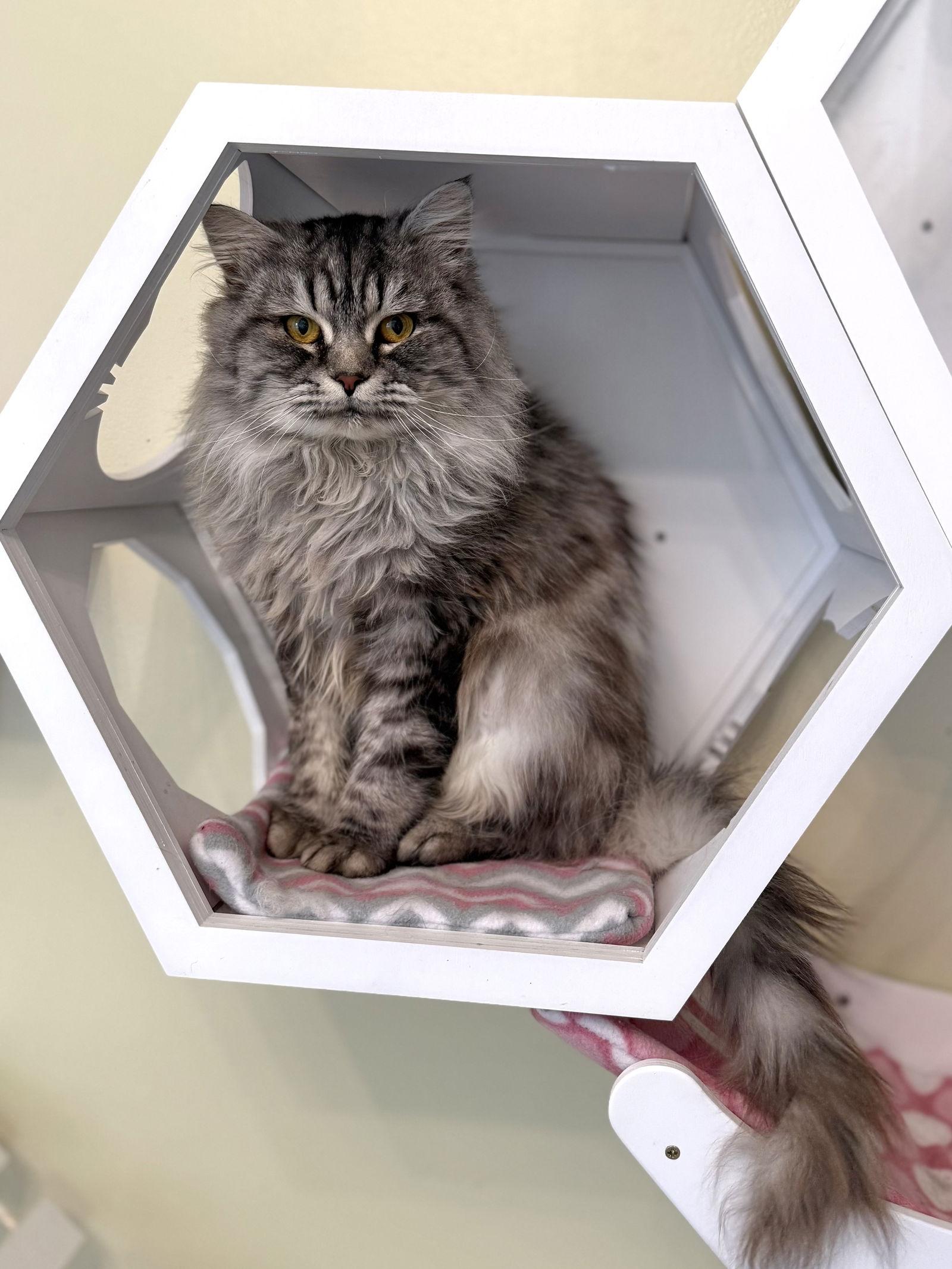 Barqs, a Adopted Maine Coon in Hockessin, DE image 1/3