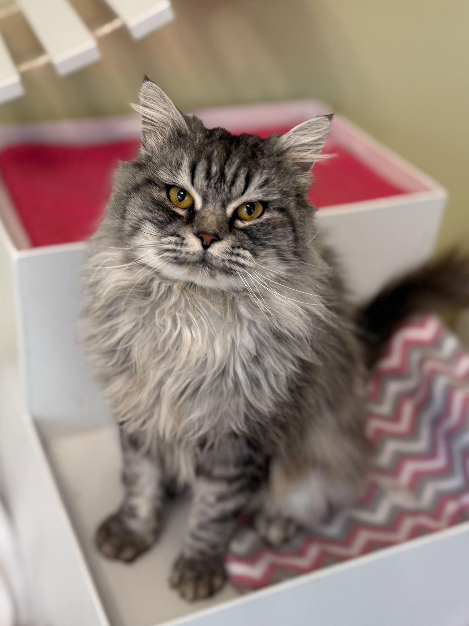 Barqs, a Adopted Maine Coon in Hockessin, DE image 2/3