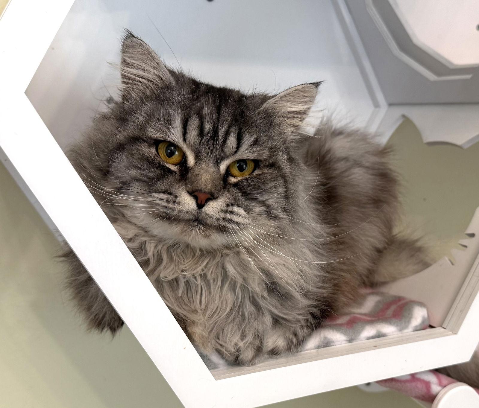 Barqs, a Adopted Maine Coon in Hockessin, DE image 3/3