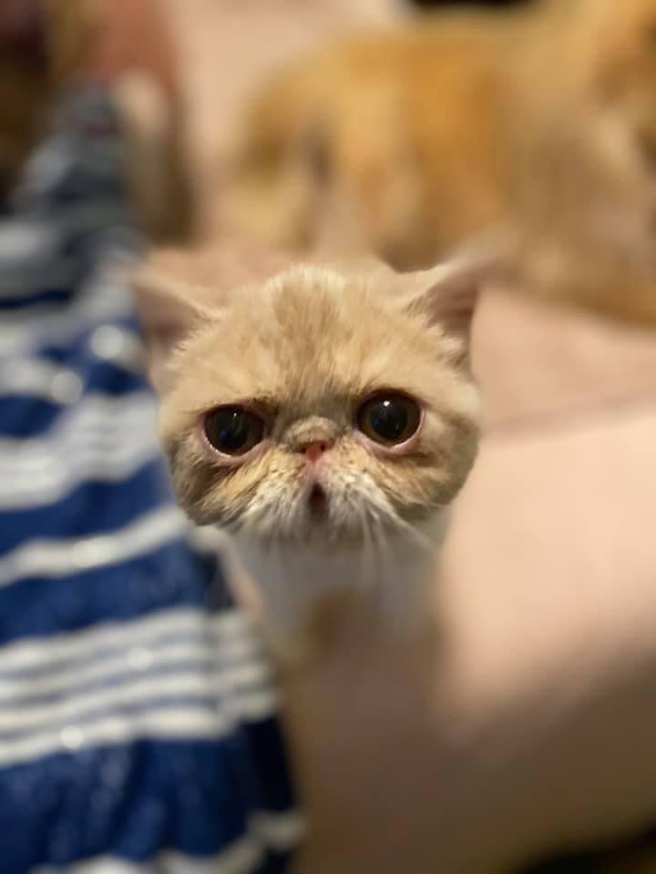 Enlarge Ellie, a Adopted Exotic Shorthair in Raleigh, NC image 3/6