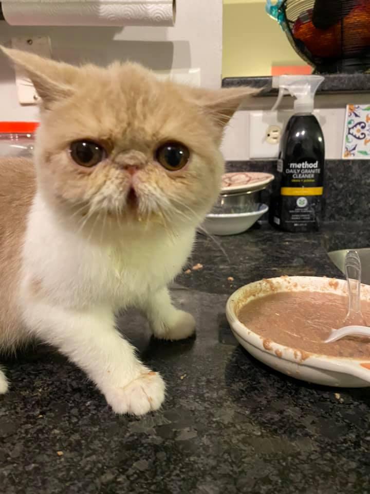 Enlarge Ellie, a Adopted Exotic Shorthair in Raleigh, NC image 5/6