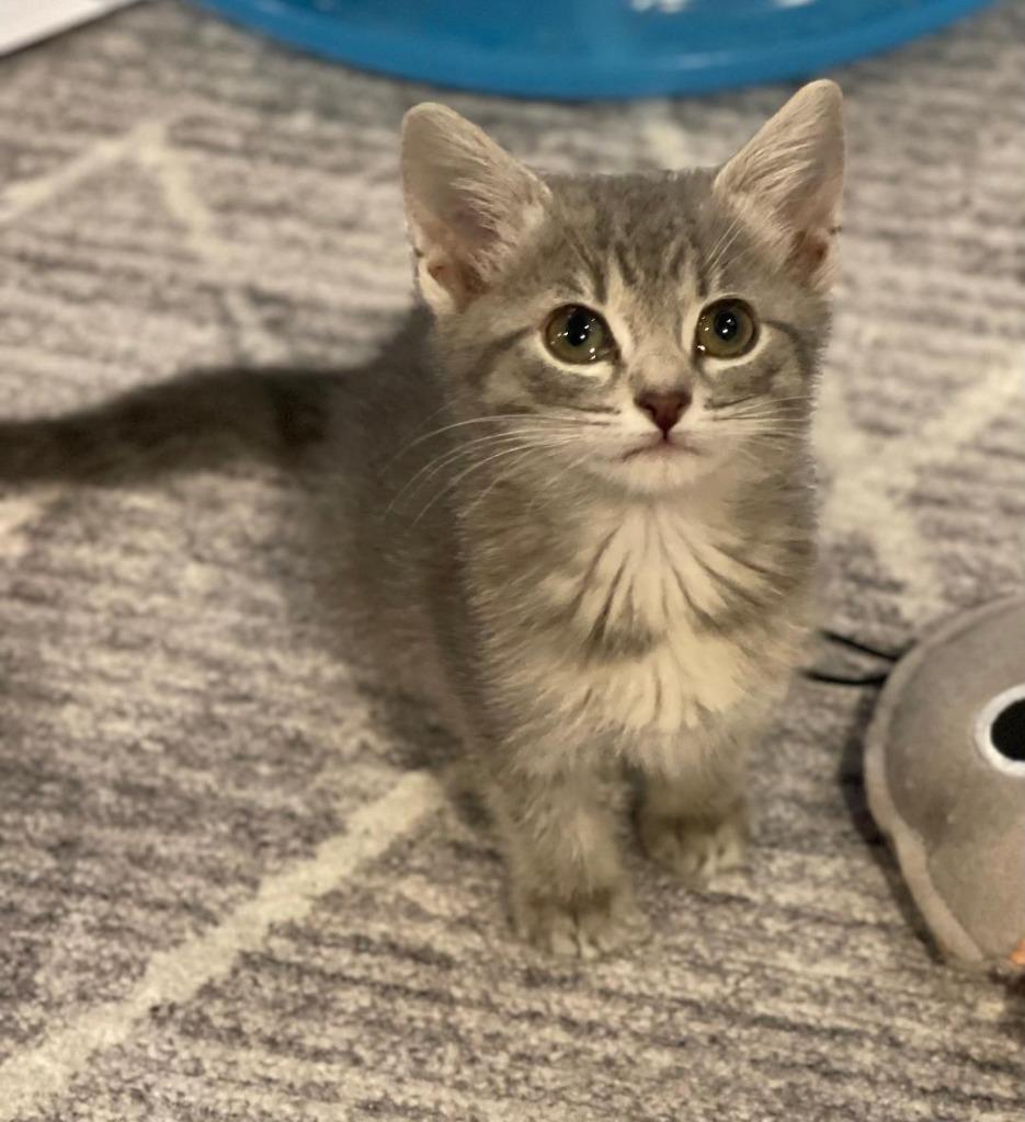 Tassle, Adoptable, Kitten Female Domestic Short Hair.