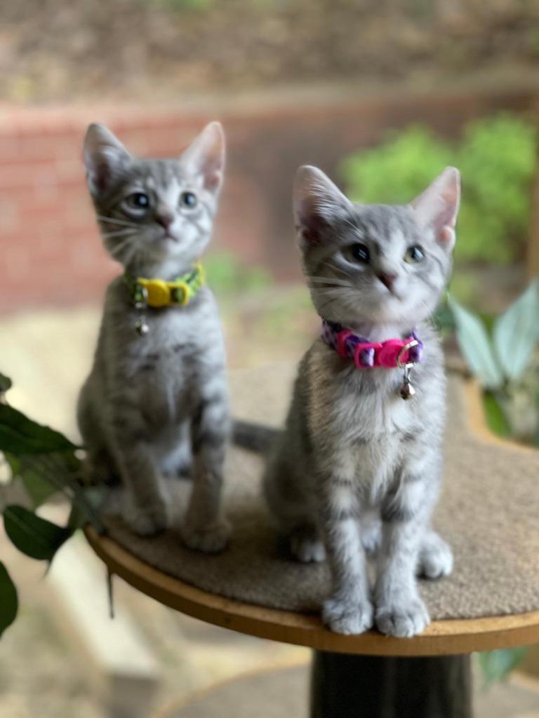 Tassel, a Adopted mixed breed in Hoover , AL image 1/6