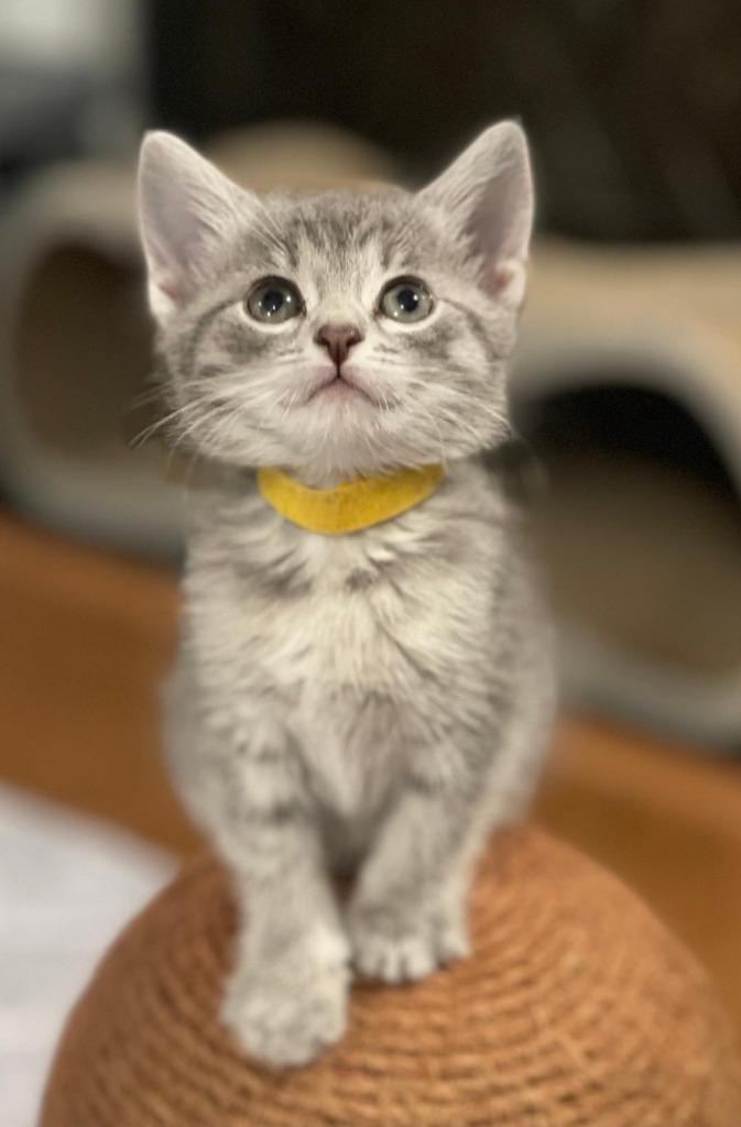 Tassle, a Adoptable Domestic Short Hair in Hoover , AL image 3/6