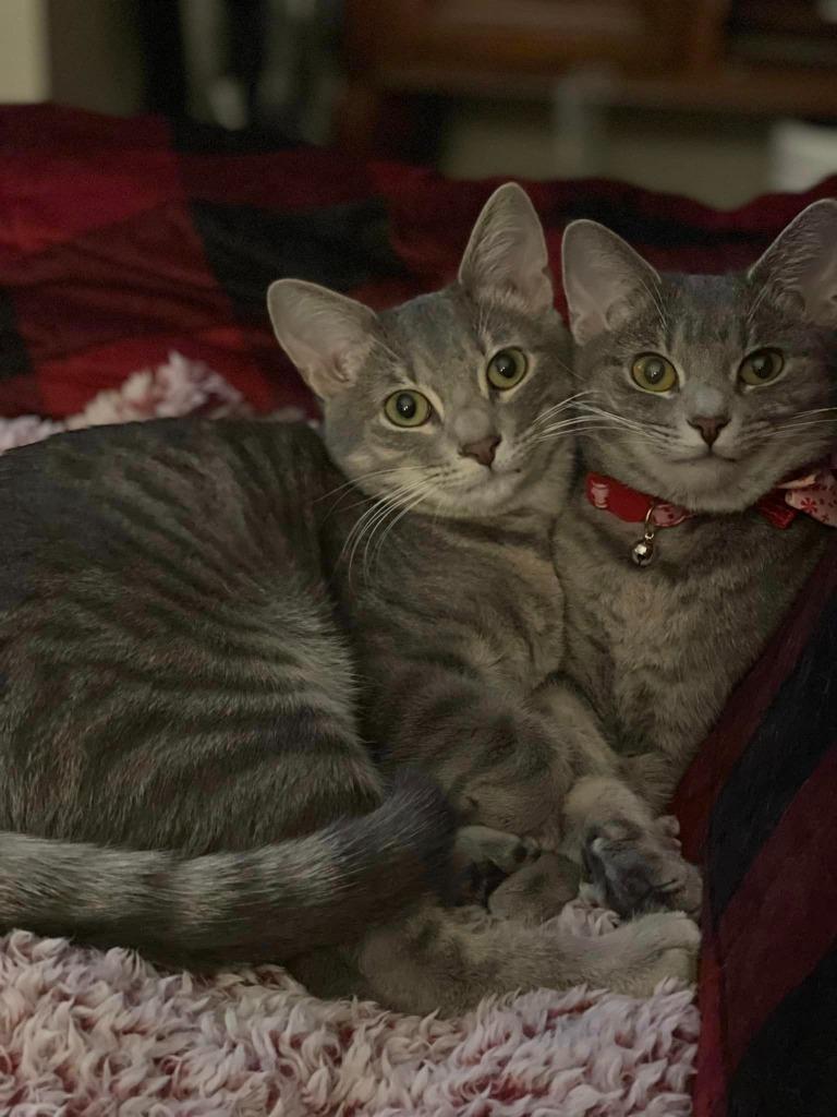 Tassle, a Adoptable Domestic Short Hair in Hoover , AL image 4/6