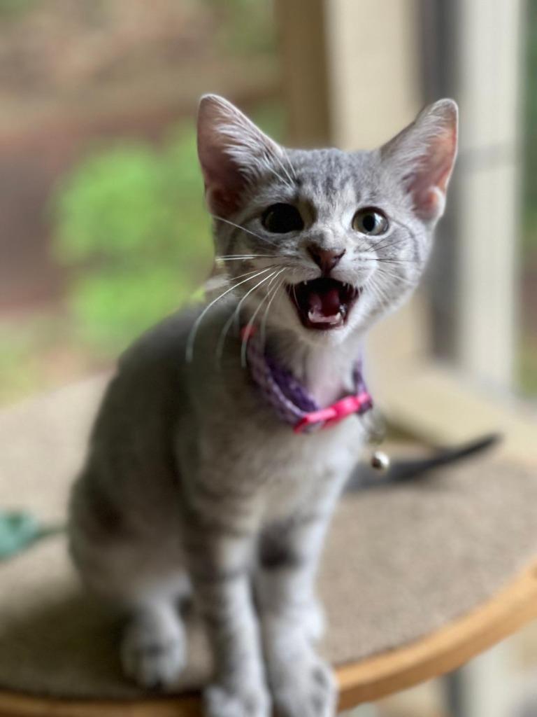 Tassle, a Adoptable Domestic Short Hair in Hoover , AL image 6/6