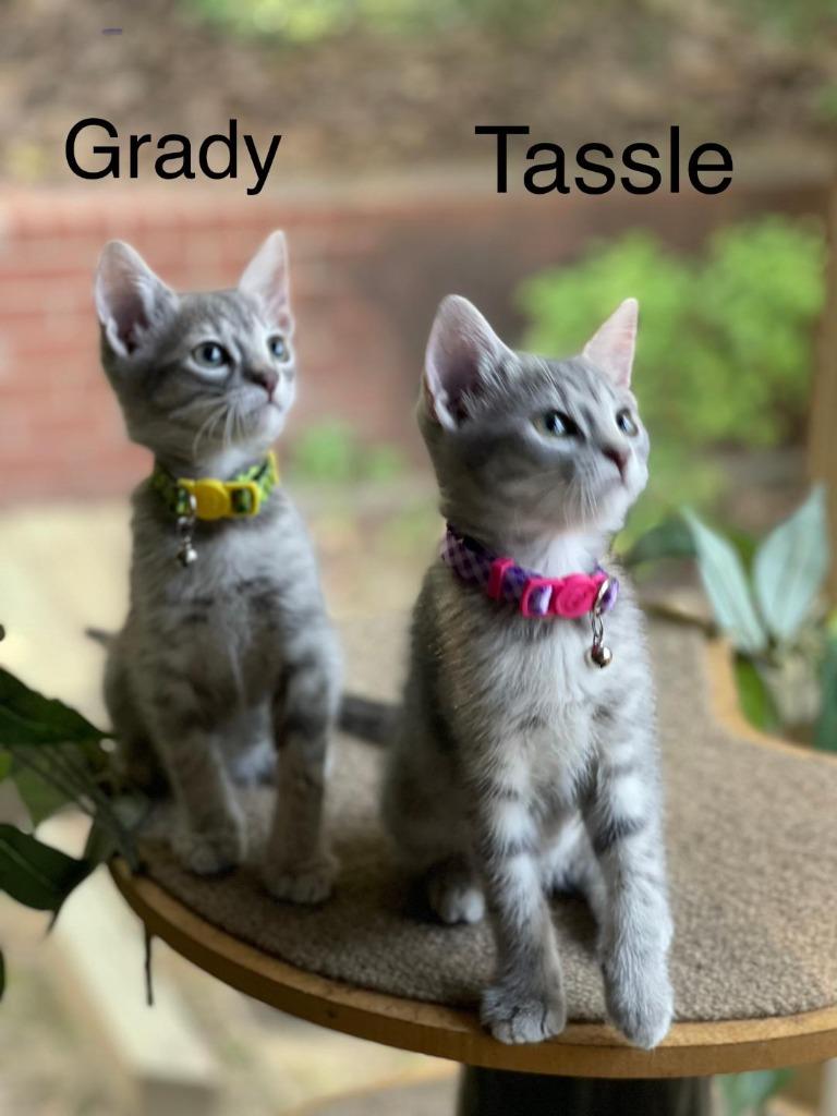 Tassel, a Adopted mixed breed in Hoover , AL image 6/6