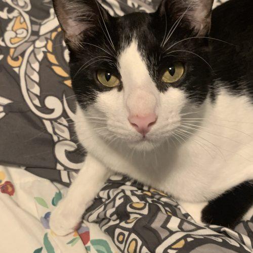 Marcello, Adoptable, Young Male Domestic Short Hair.