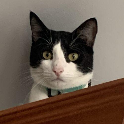 Enlarge Marcello, a Adoptable Domestic Short Hair in King City, ON image 2/6