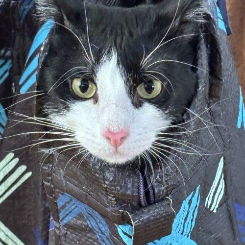 Marcello, Adoptable, Young Male Domestic Short Hair.