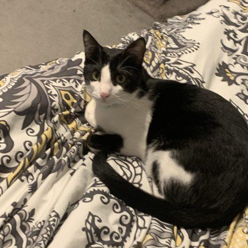 Enlarge Marcello, a Adoptable Domestic Short Hair in King City, ON image 4/6