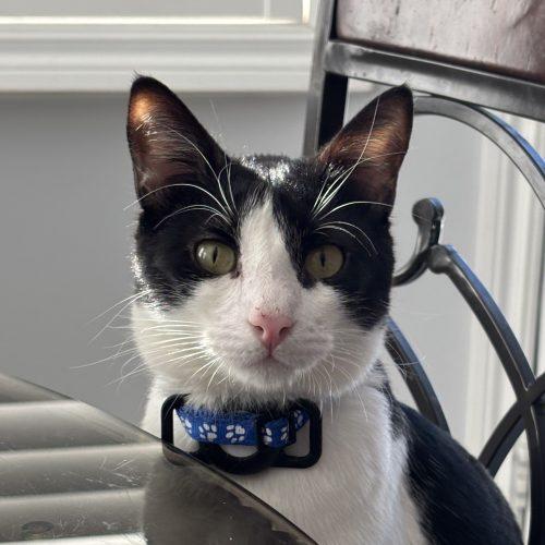 Marcello, Adoptable, Young Male Domestic Short Hair.