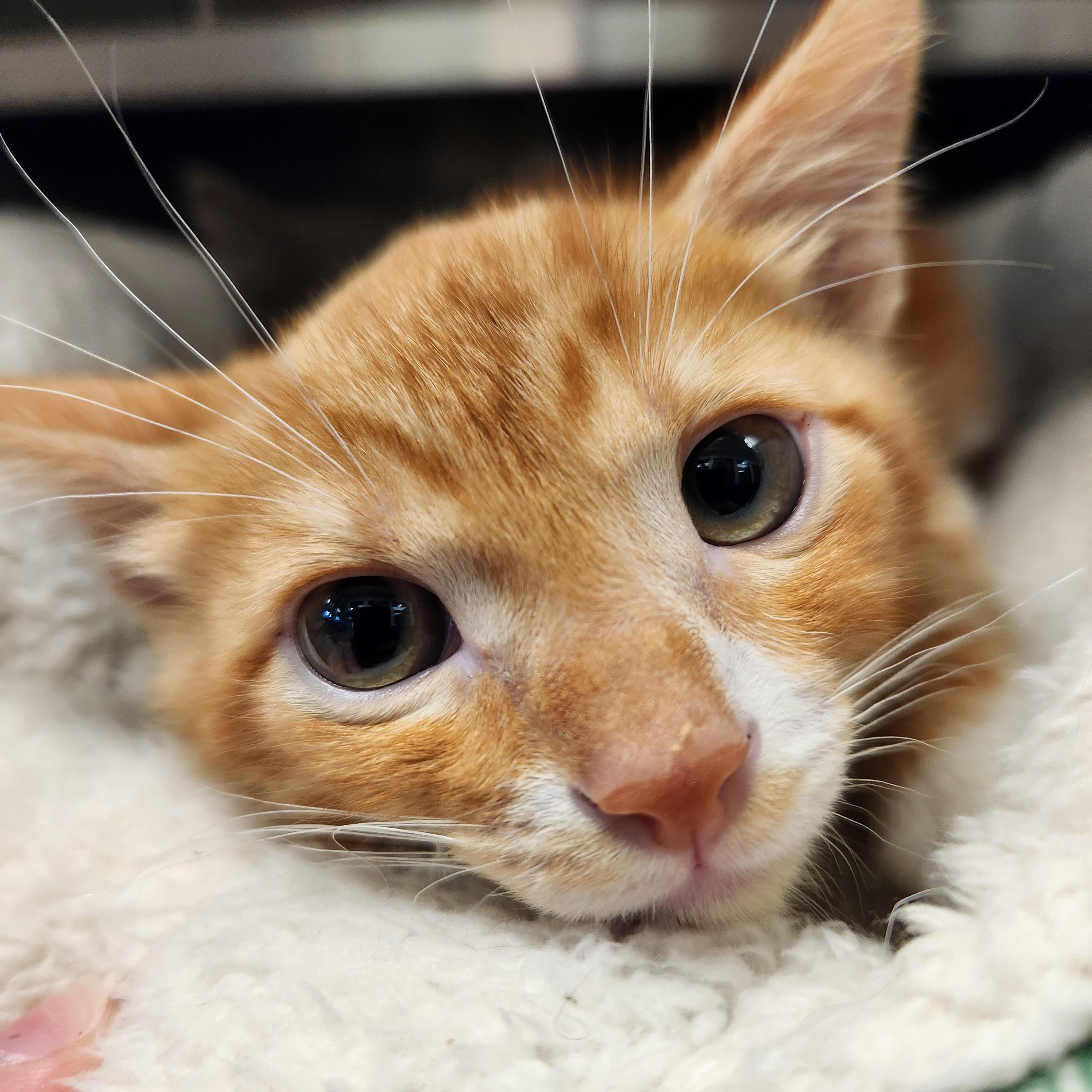 Enlarge Mango, an adopted Domestic Medium Hair in Liberty, MO image 3/3
