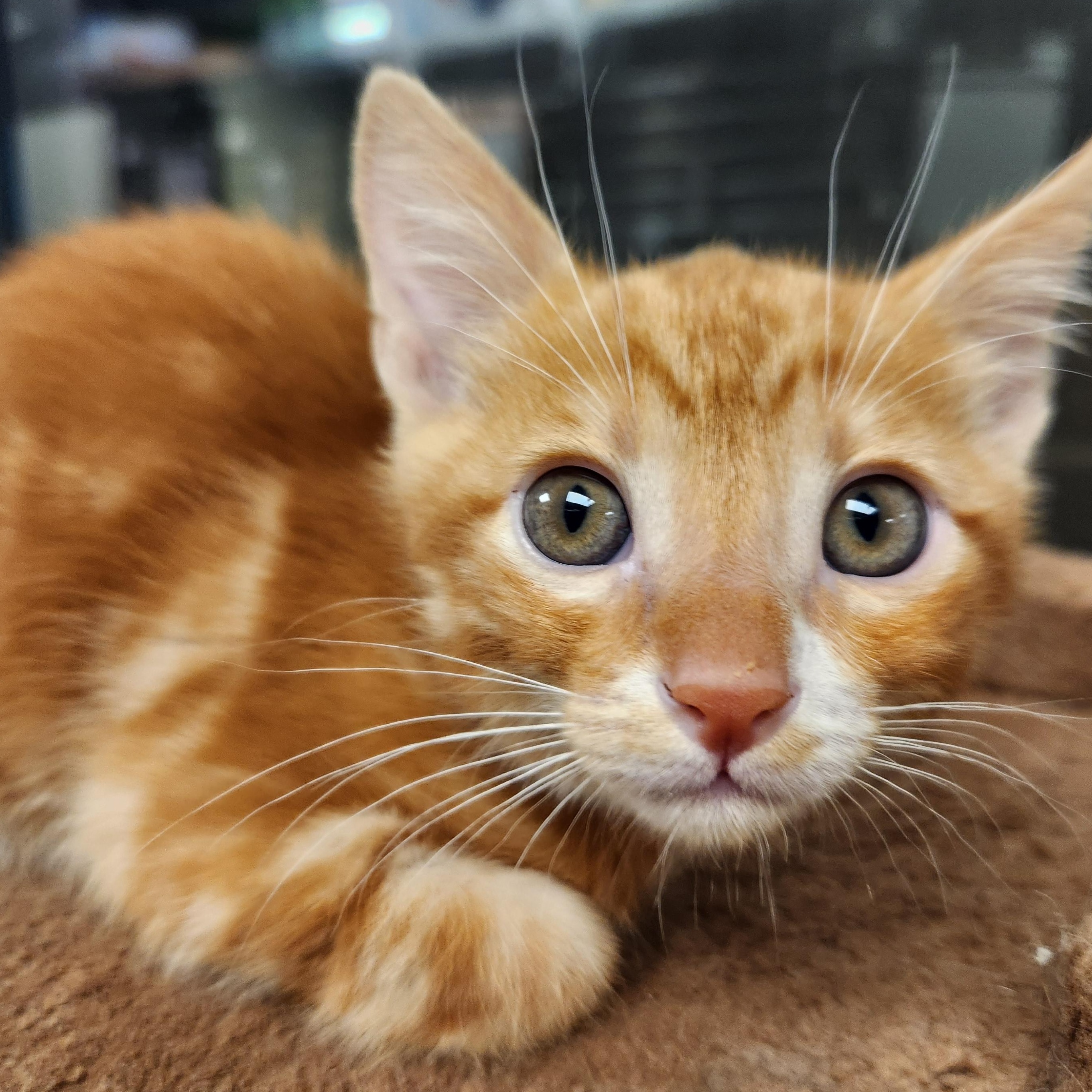 Enlarge Mango, an adopted Domestic Medium Hair in Liberty, MO image 2/3