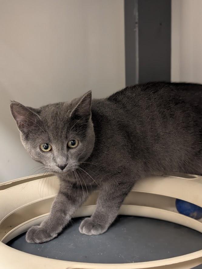 Slate, Adoptable, Young Male Domestic Short Hair.