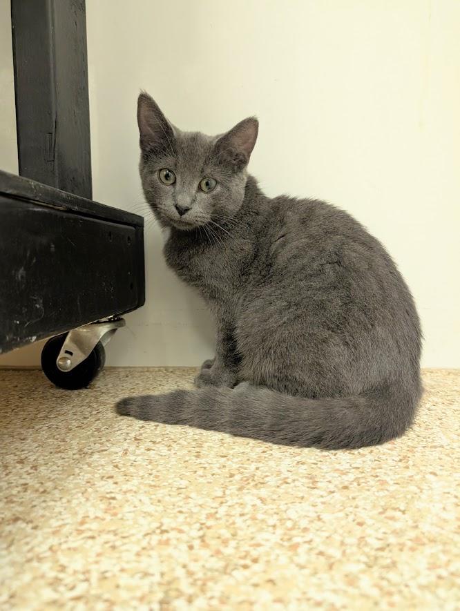 Slate, a Adoptable mixed breed in Waupun, WI image 3/4